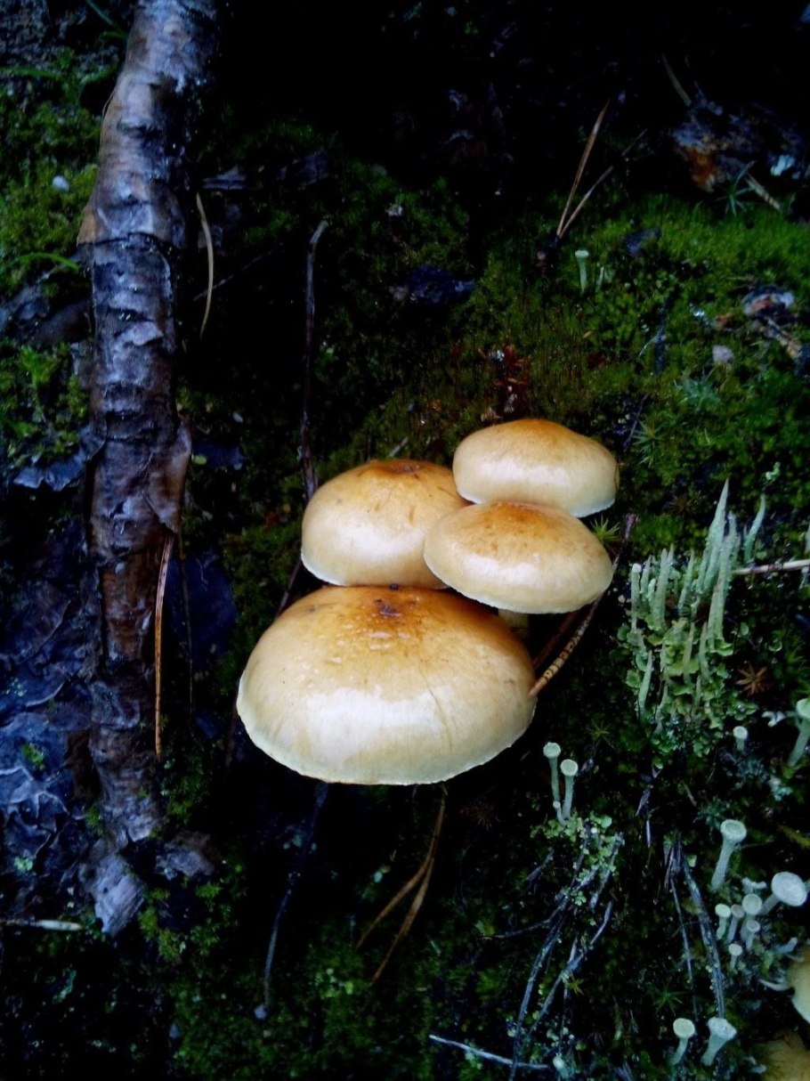 Ложный опенок серопластинчатый