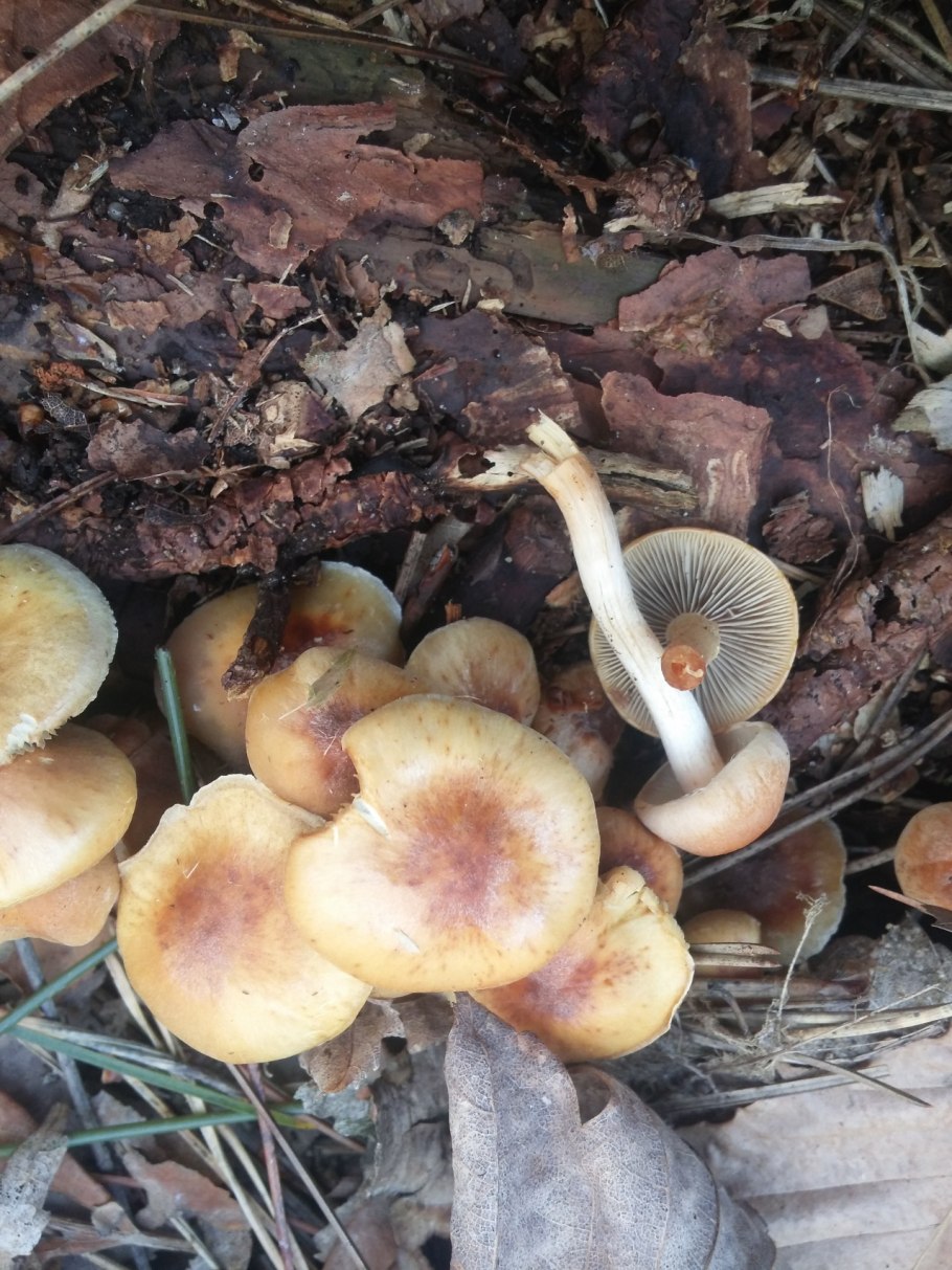 Опенок серопластинчатый гриб