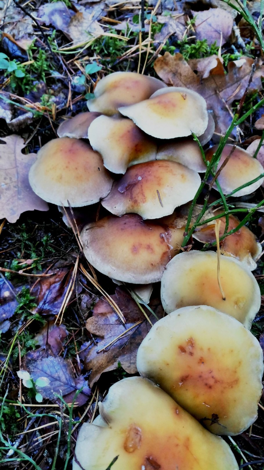 Ложный опенок серопластинчатый