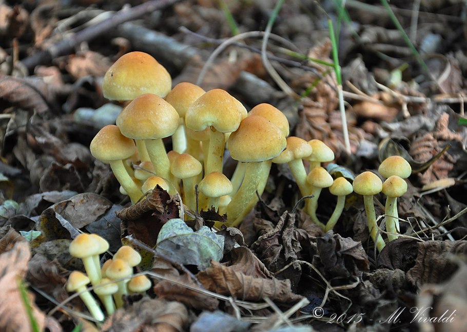 Опенок серопластинчатый Hypholoma capnoides