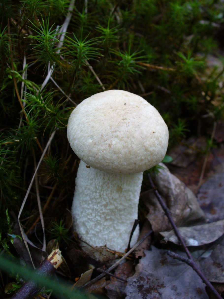 Подосиновики семейка