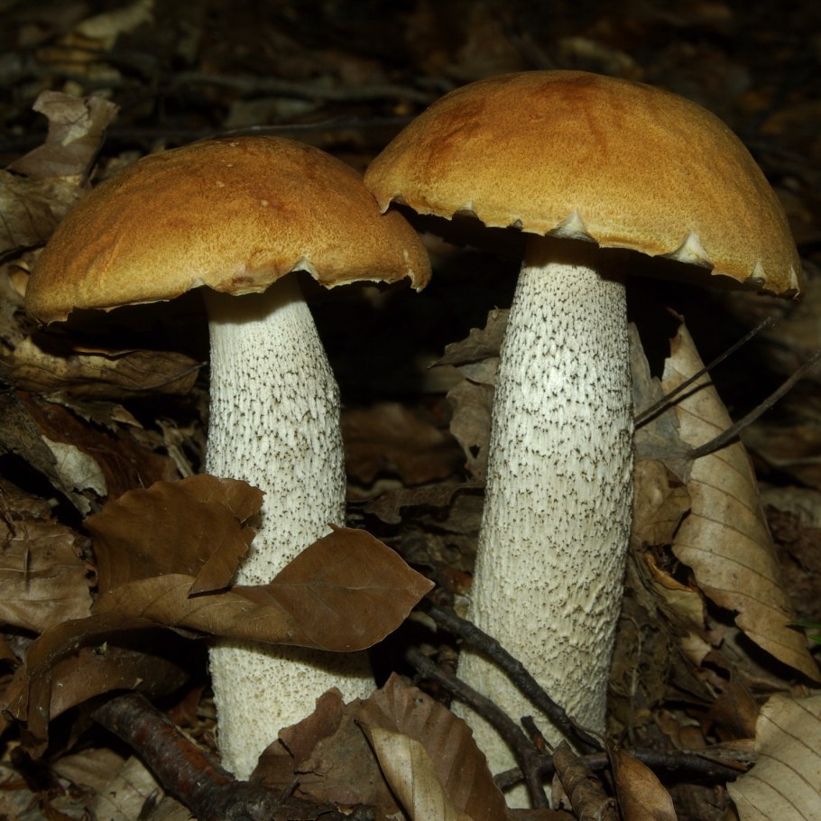 Гриб Осиновик