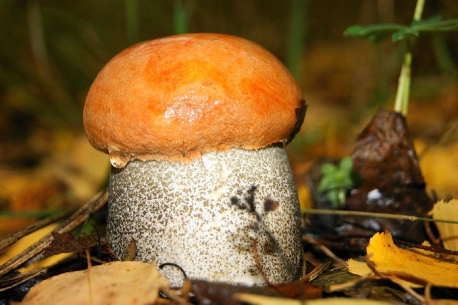 Подосиновик красный