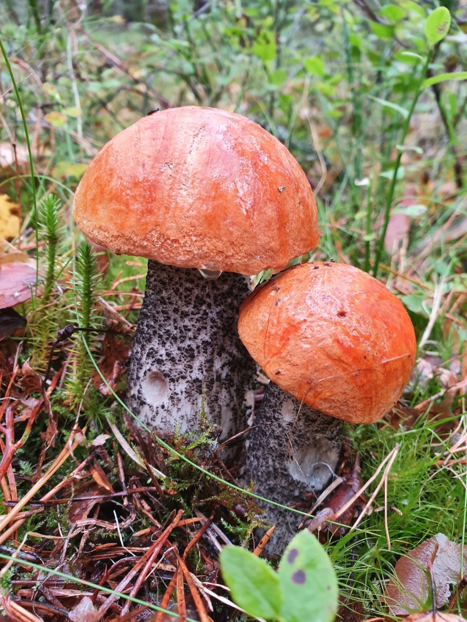 Подосиновик красный (Leccinum aurantiacum)
