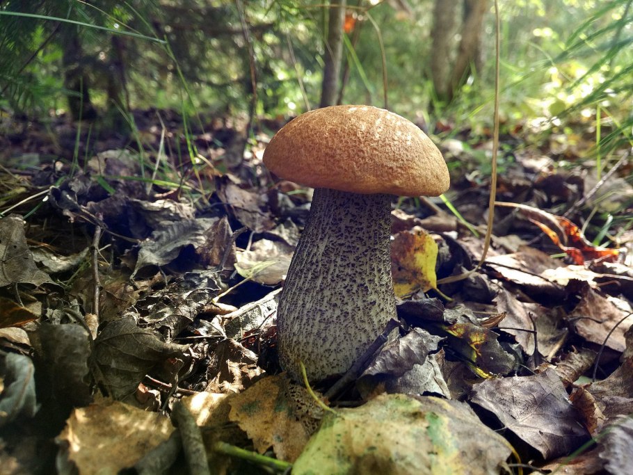 Гриб Осиновик