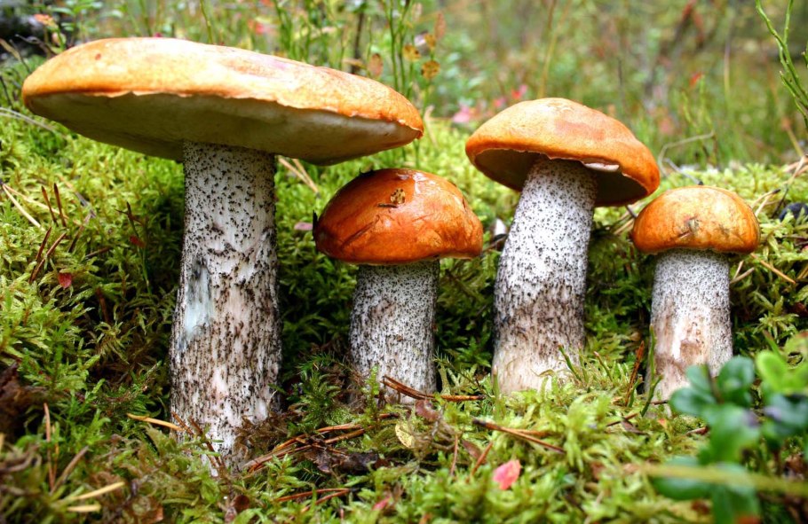 Красноголовики грибы