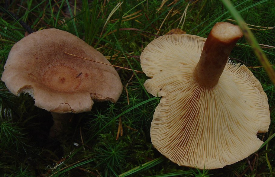 Млечник серо-розовый Lactarius helvus
