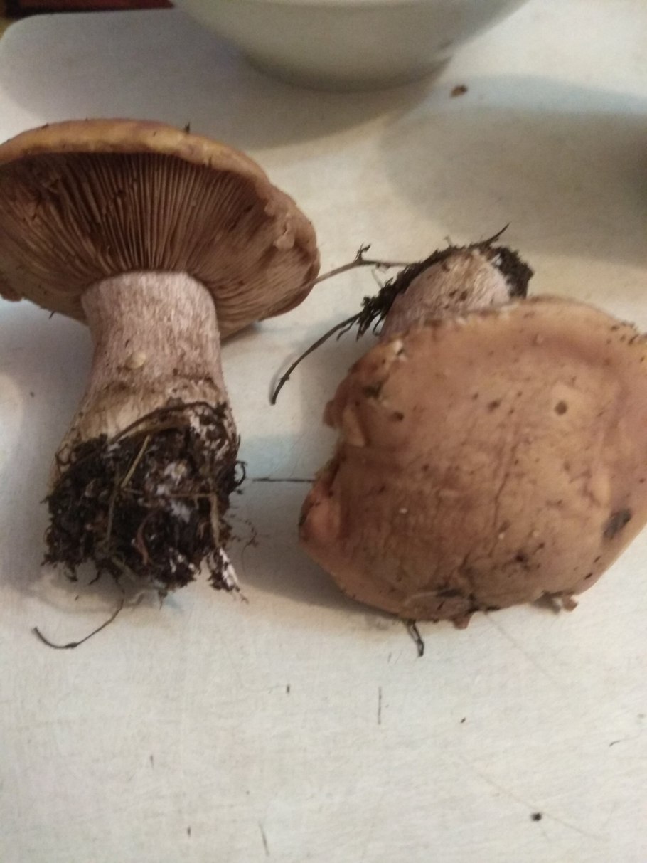 Рядовка гриб коричневая шляпка