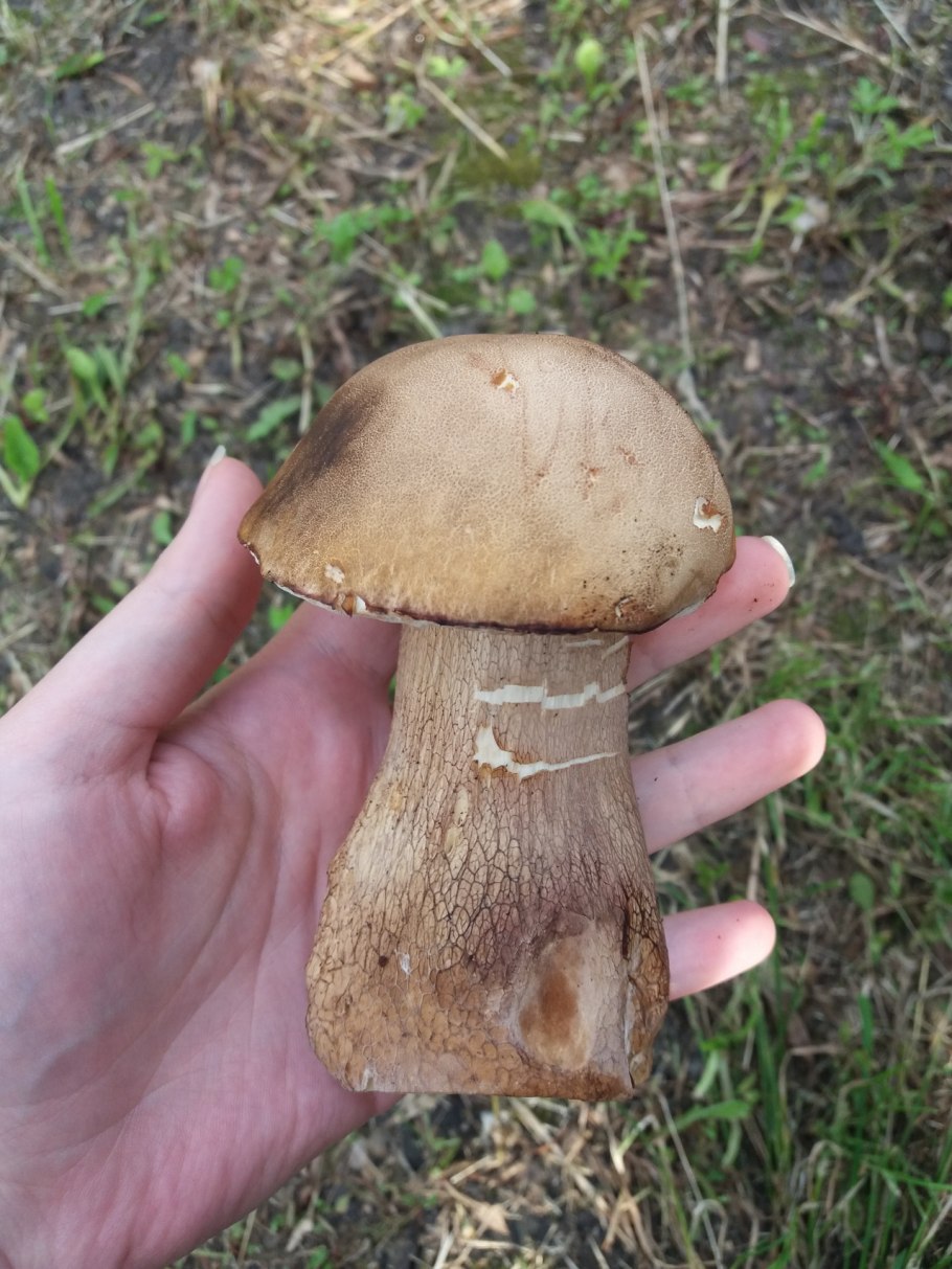 Боровик гименофор