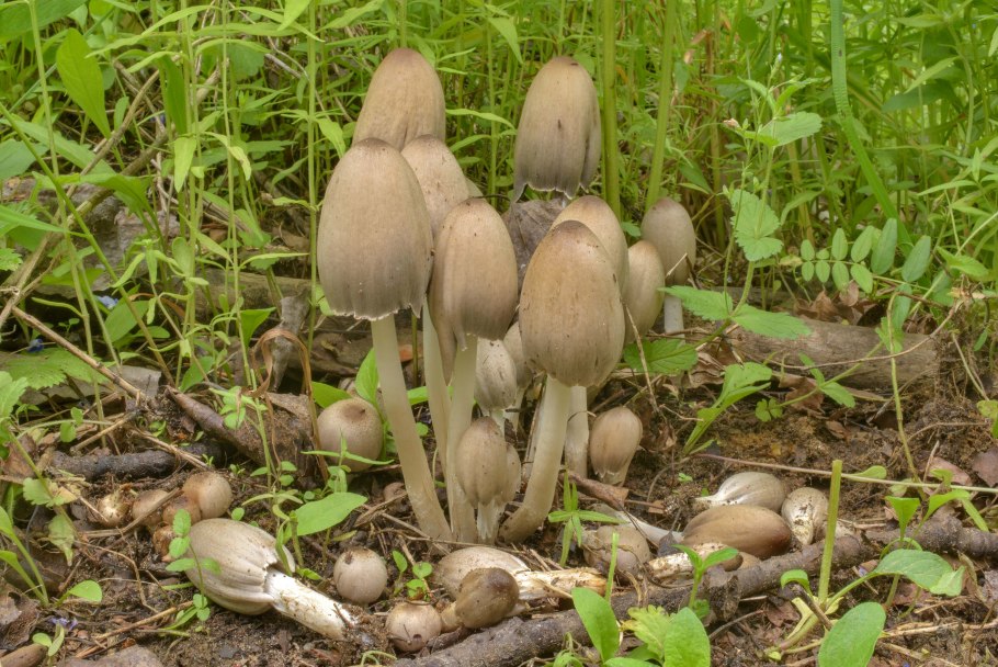 Навозник мерцающий галюцагены