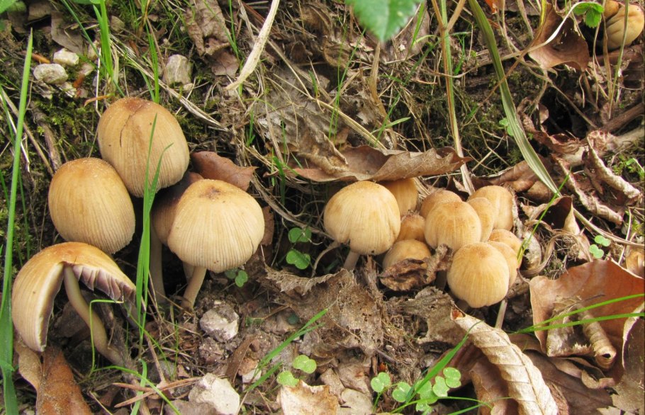 Coprinopsis cothurnata