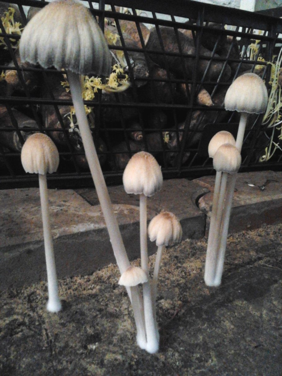 Гриб навозник