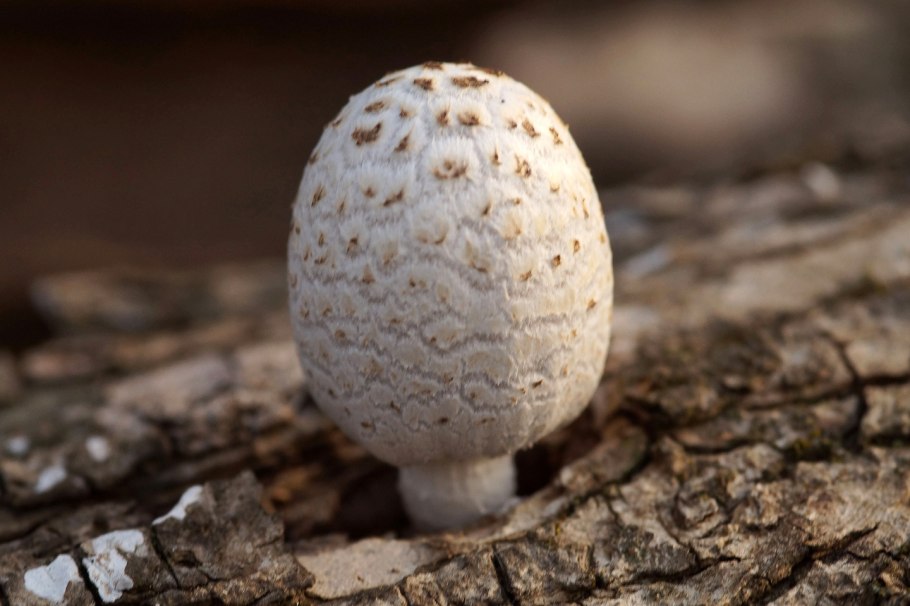 Навозник смолистый