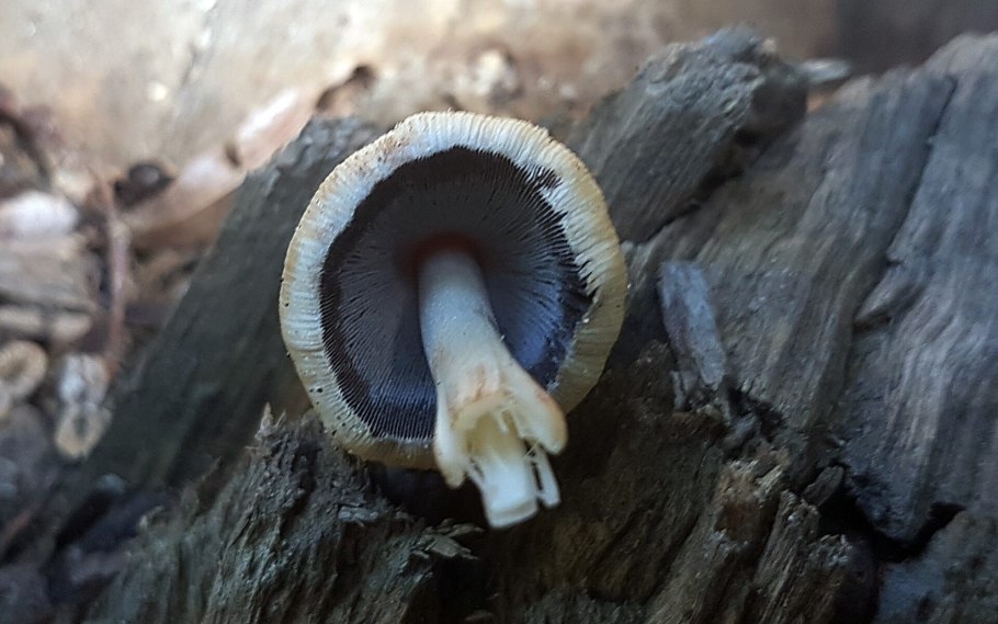 Coprinellus heptemerus