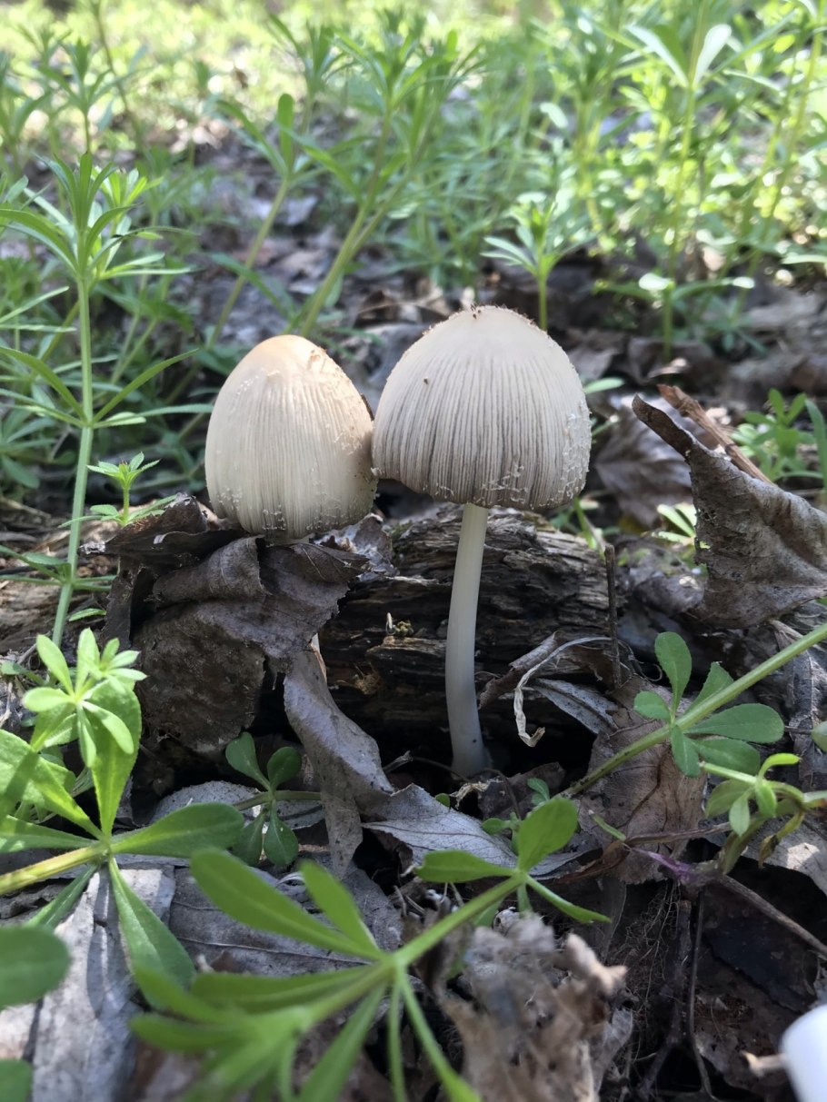 Навозник обыкновенный (Coprinopsis cinerea)