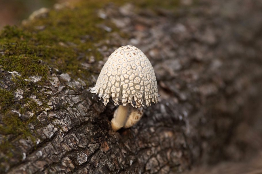 Навозник в раскрытом виде гриб