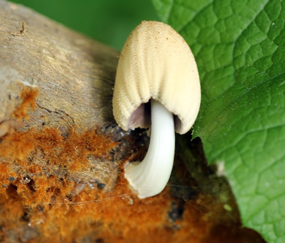 Навозники серебристый