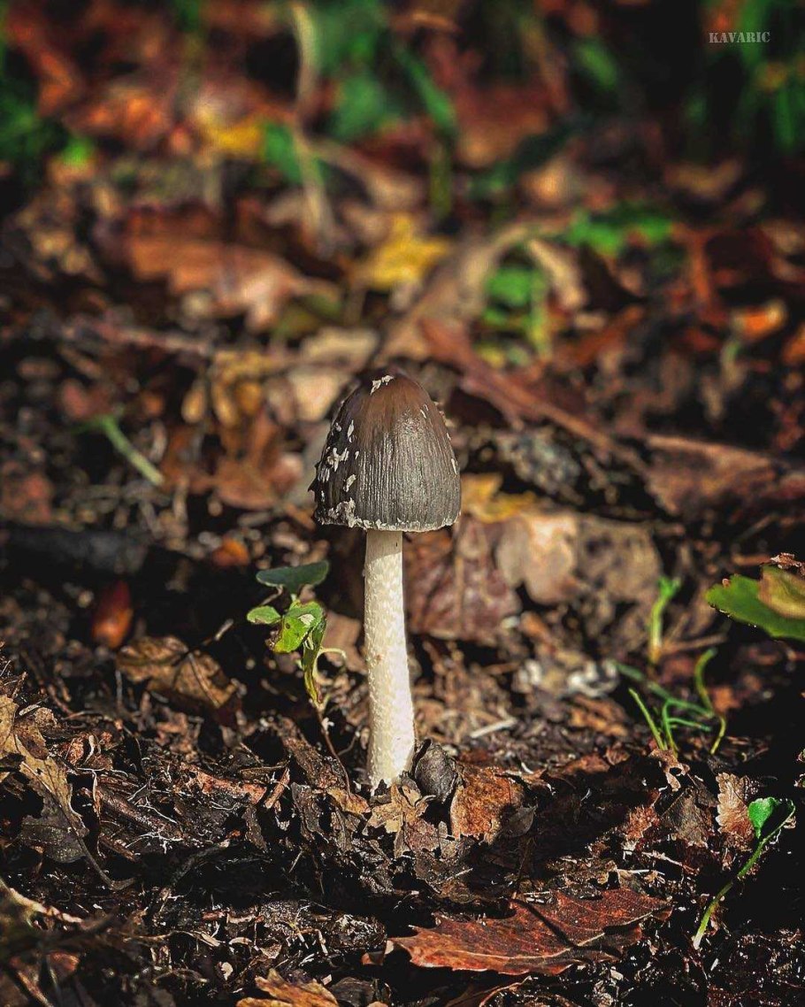 Навозник обыкновенный гриб