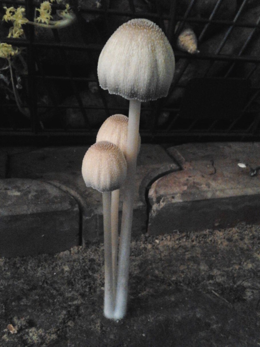 Гриб навозник мерцающий