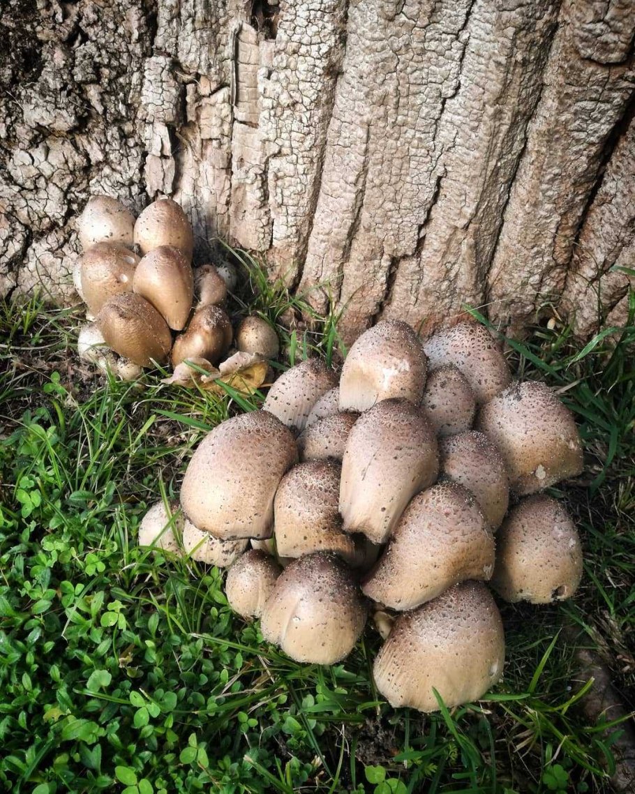 Asterocyphella friesii