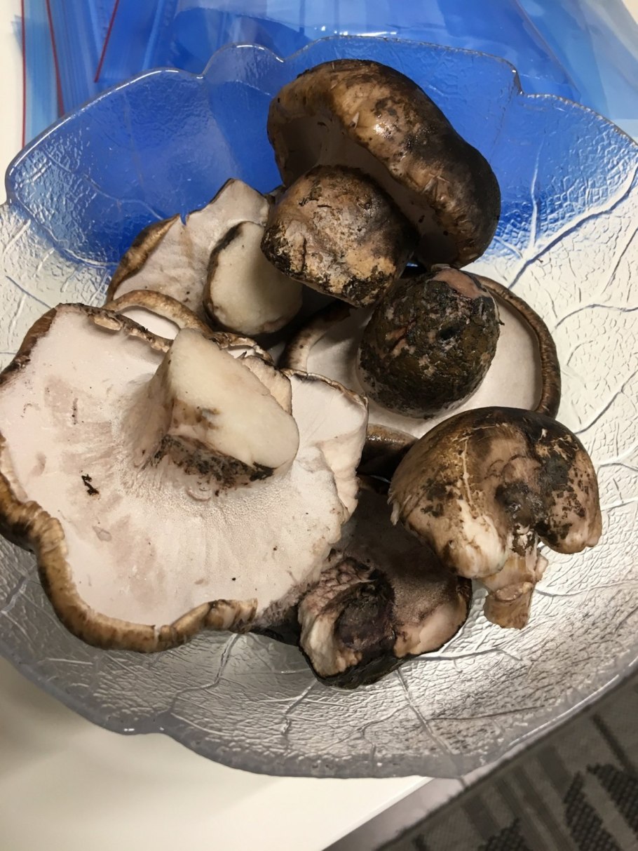 Горькие грибы