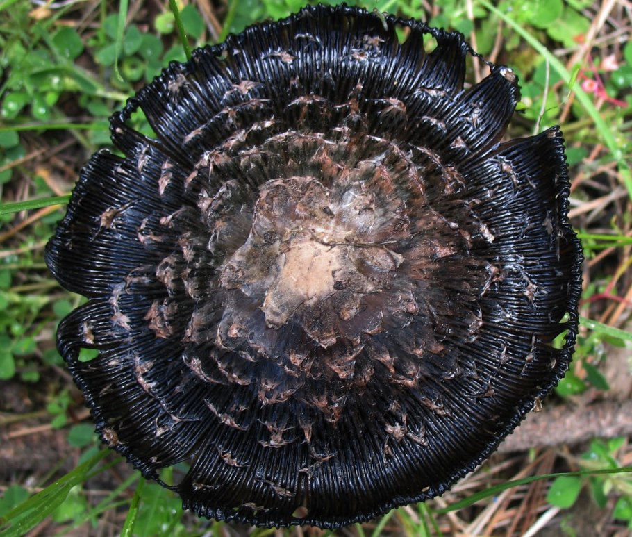 Черная поганка гриб