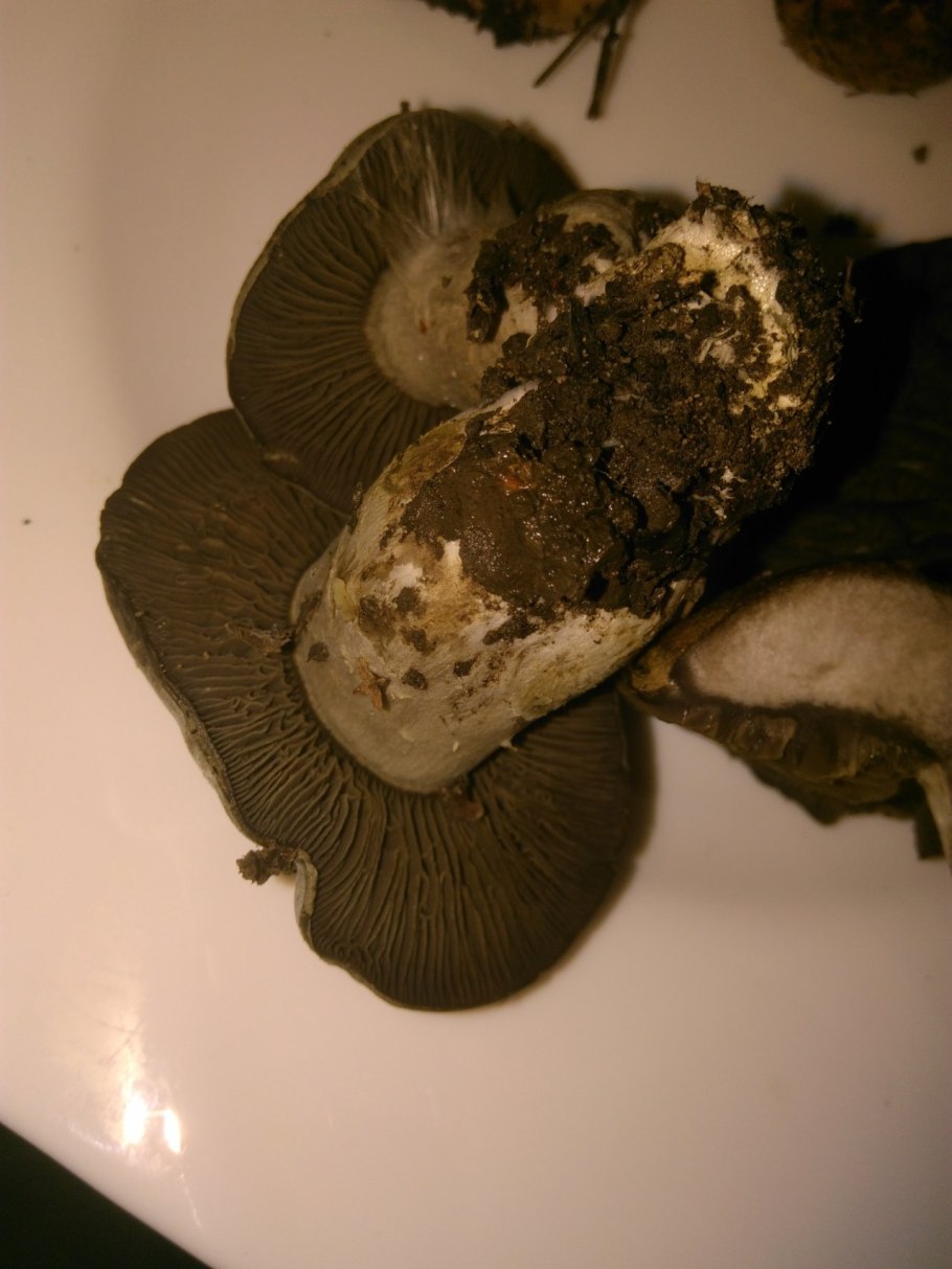 Гриб шляпка темно коричневая пластинчатый