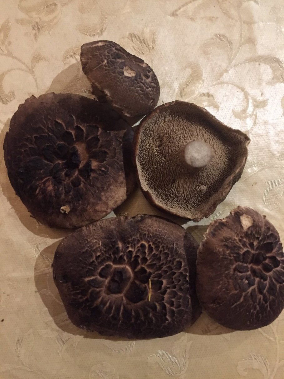 Гриб с черной губкой