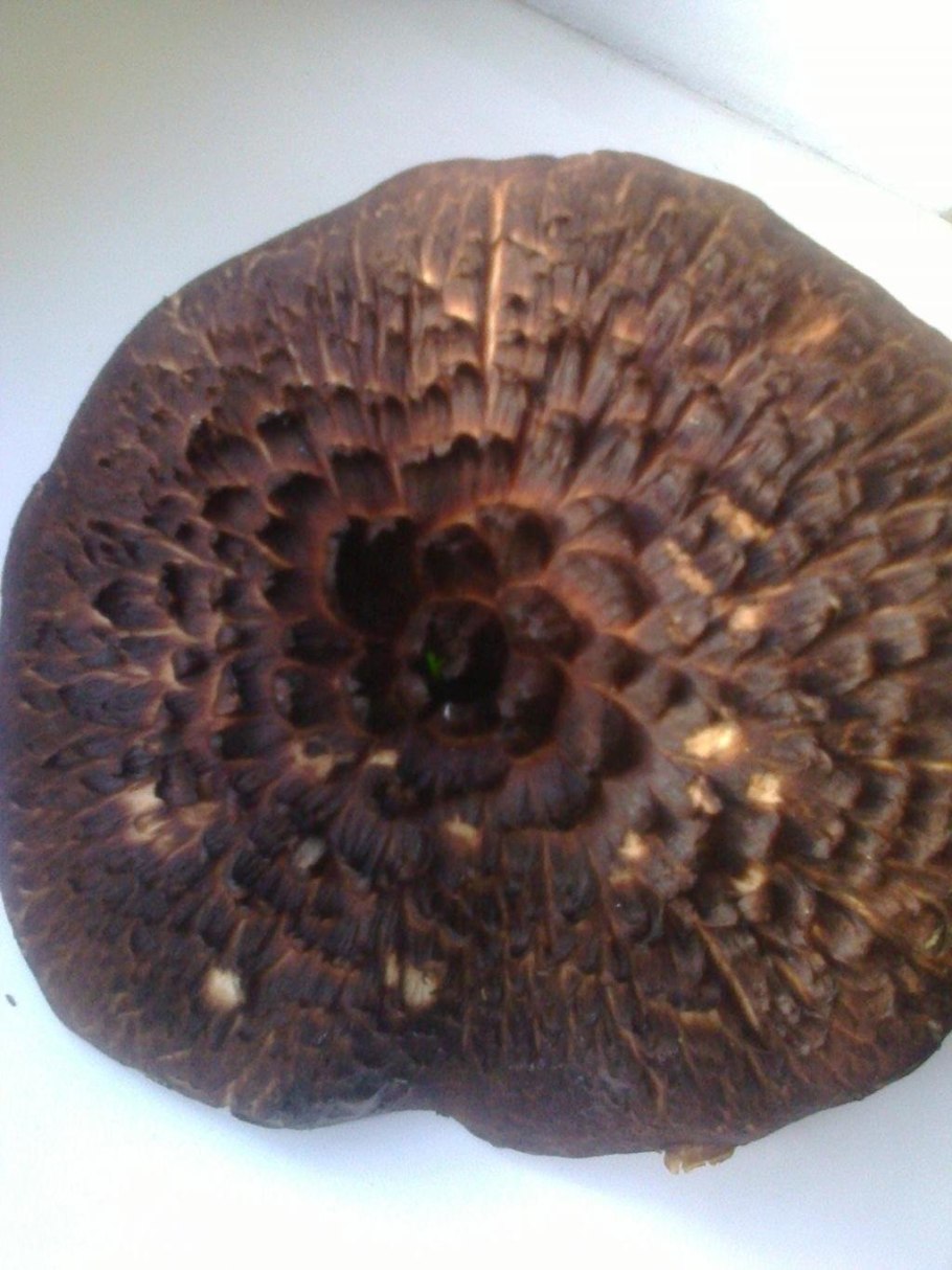 Ежовик темно коричневый гриб