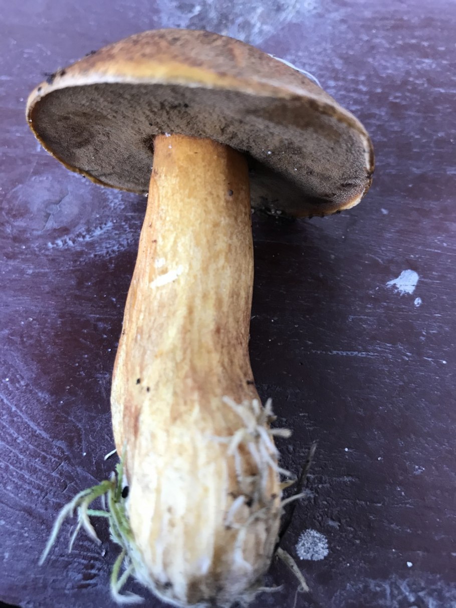 Suillus variegatus