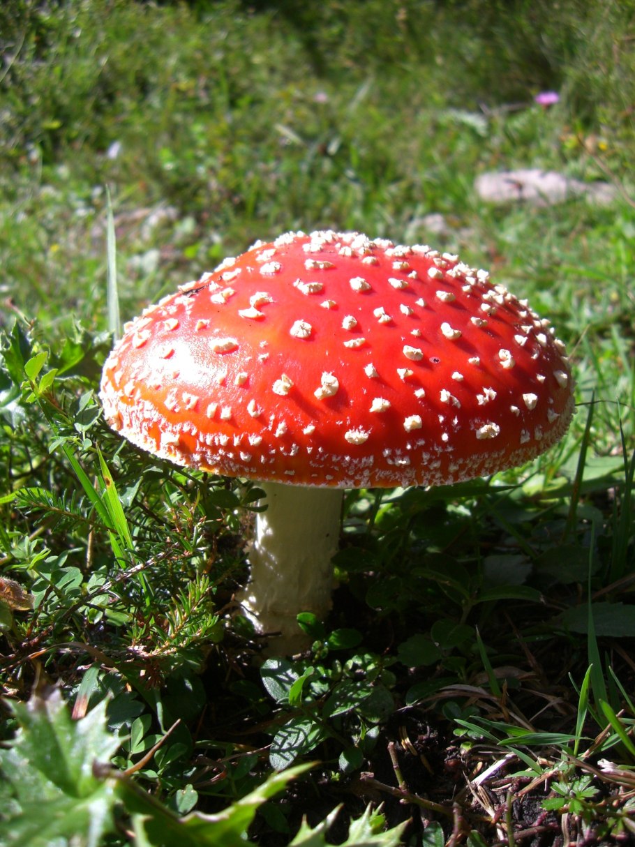 Мухомор Amanita muscaria
