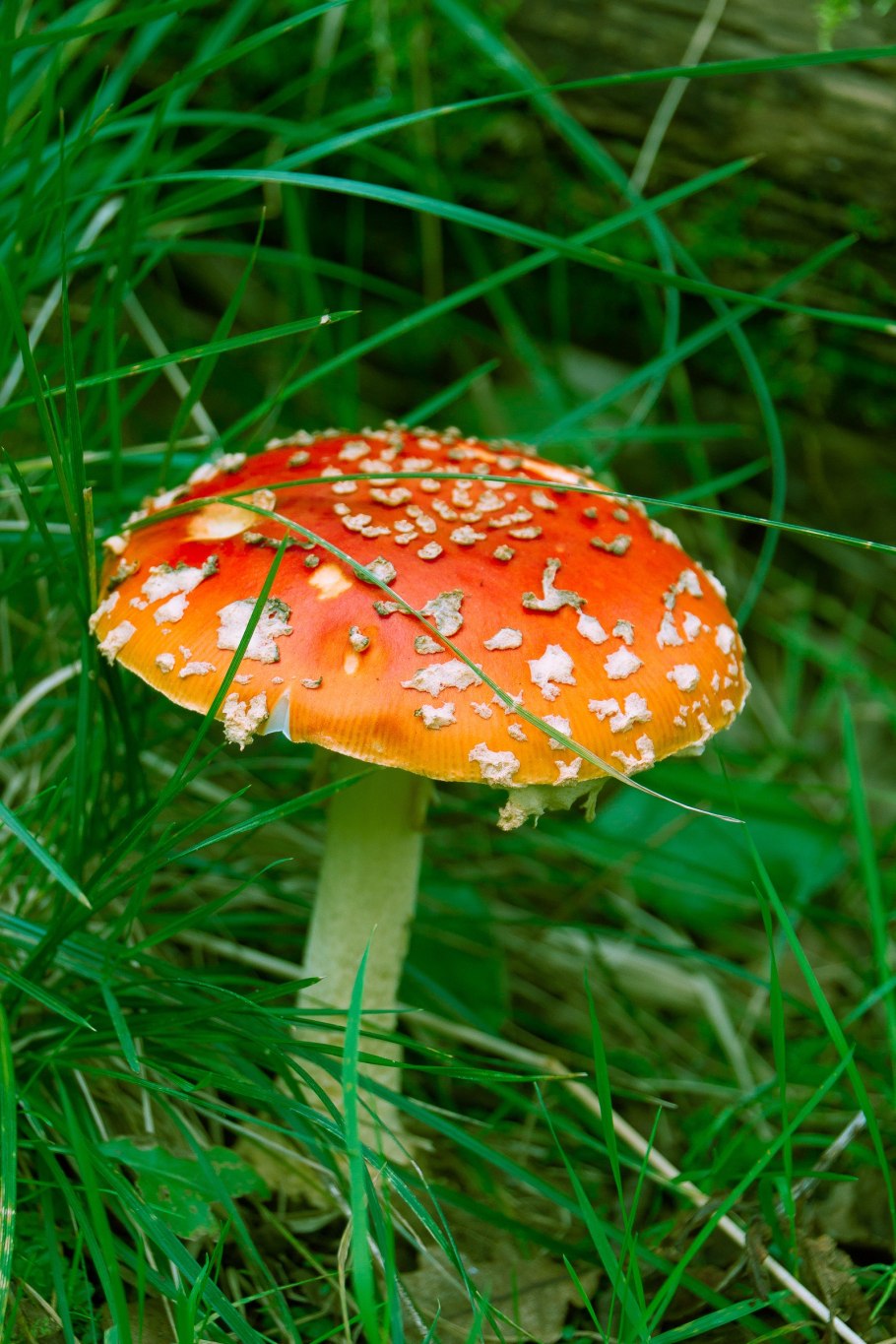 Несъедобные грибы мухомор