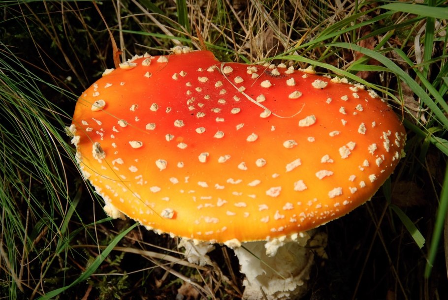 Ядовитые грибы мухомор