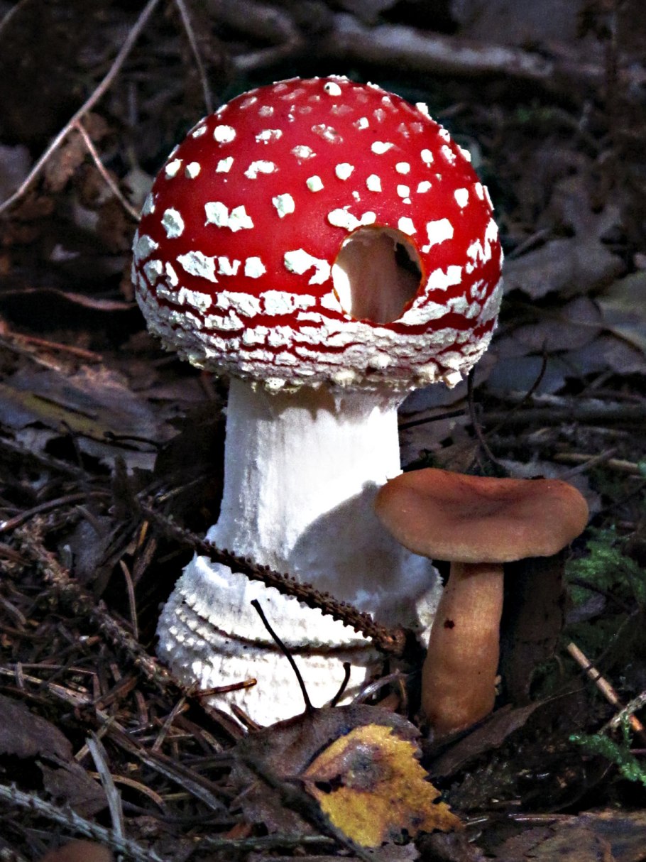 Мухомор желтоножковый