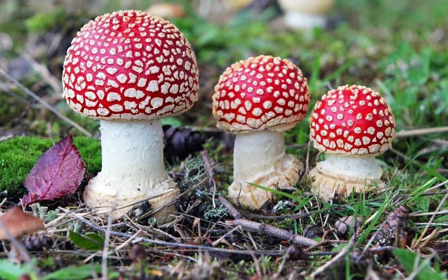 Гриб Amanita muscaria