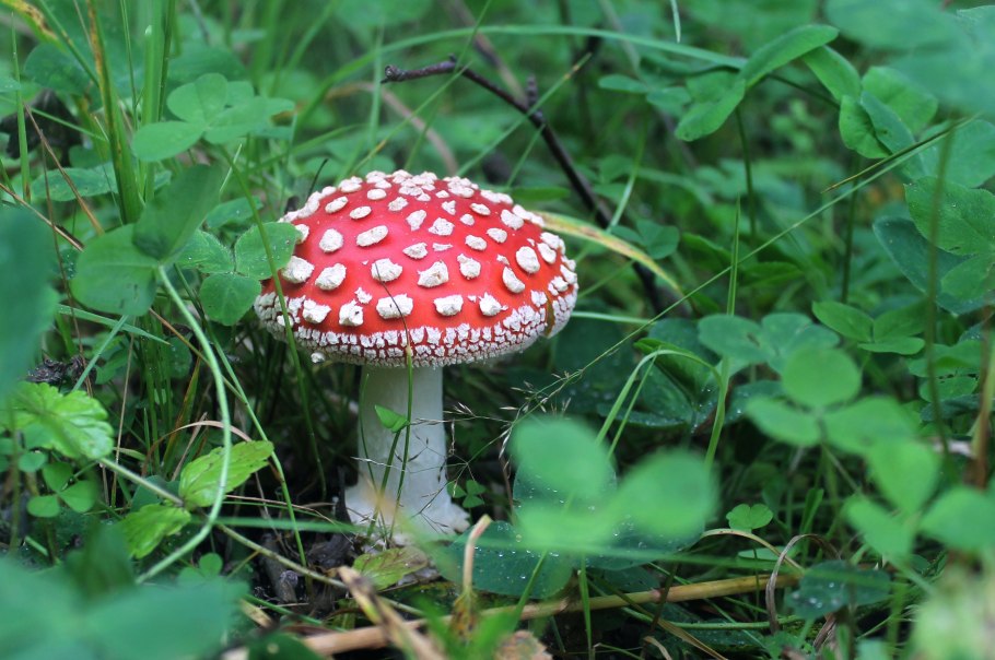 Amanita Ponderosa гриб
