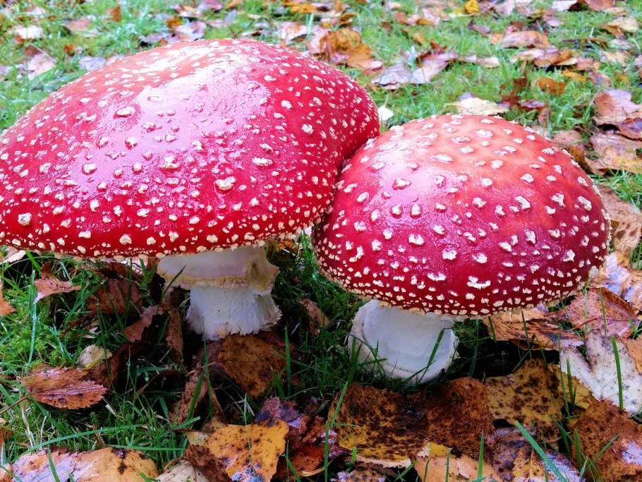 Гриб мухомор