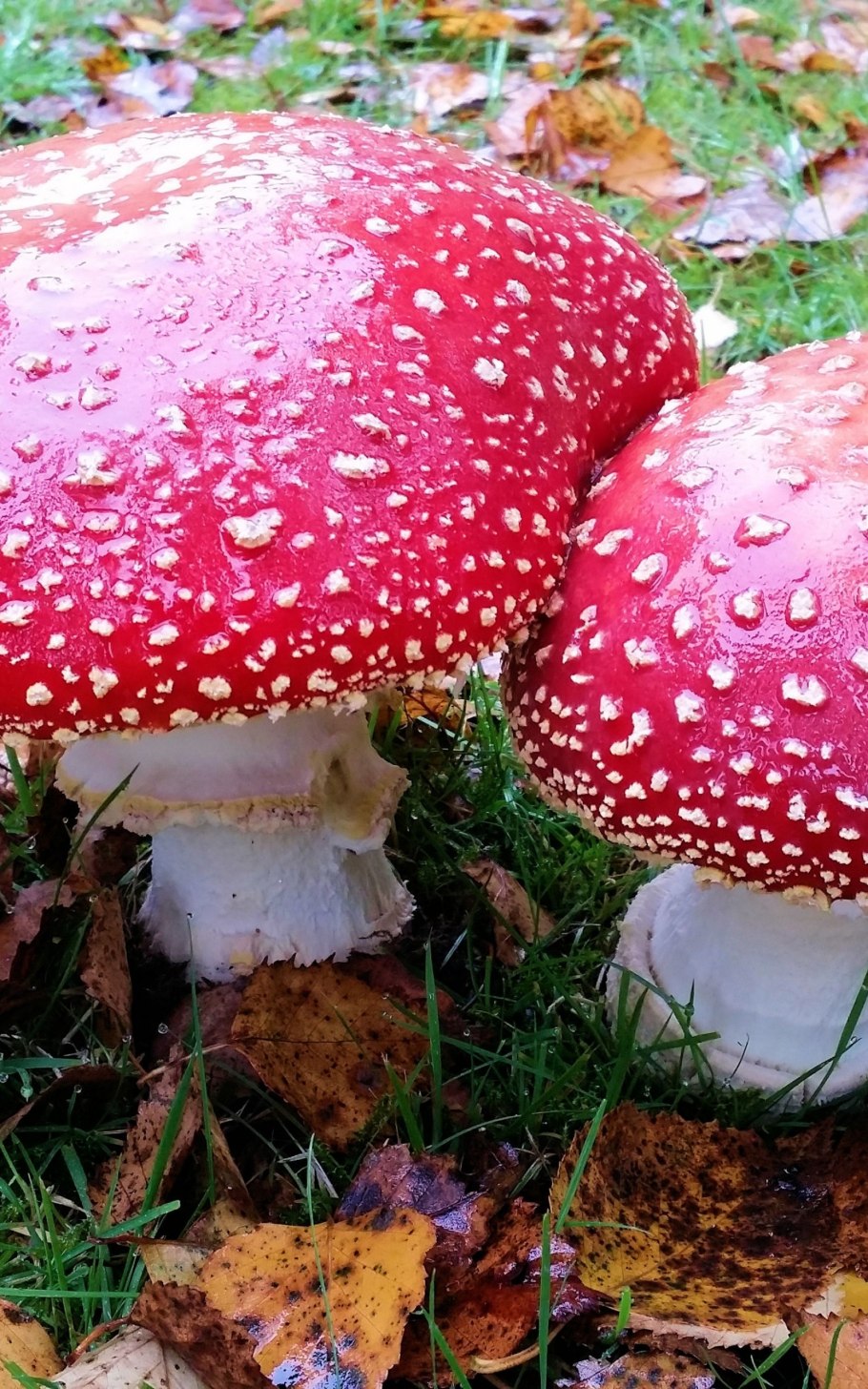 Несъедобные грибы и растения