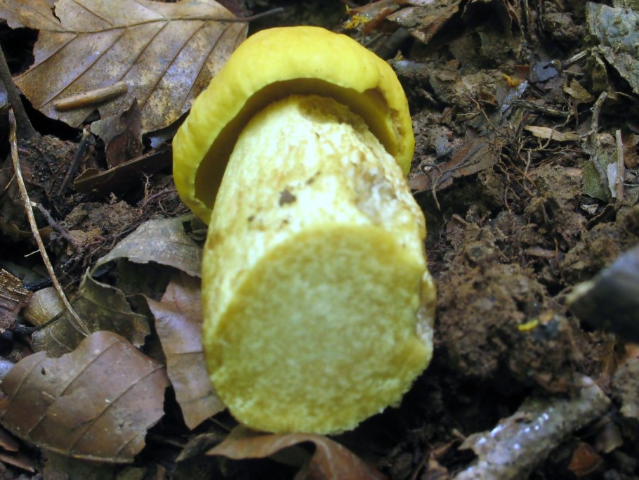 Boletus pallidus