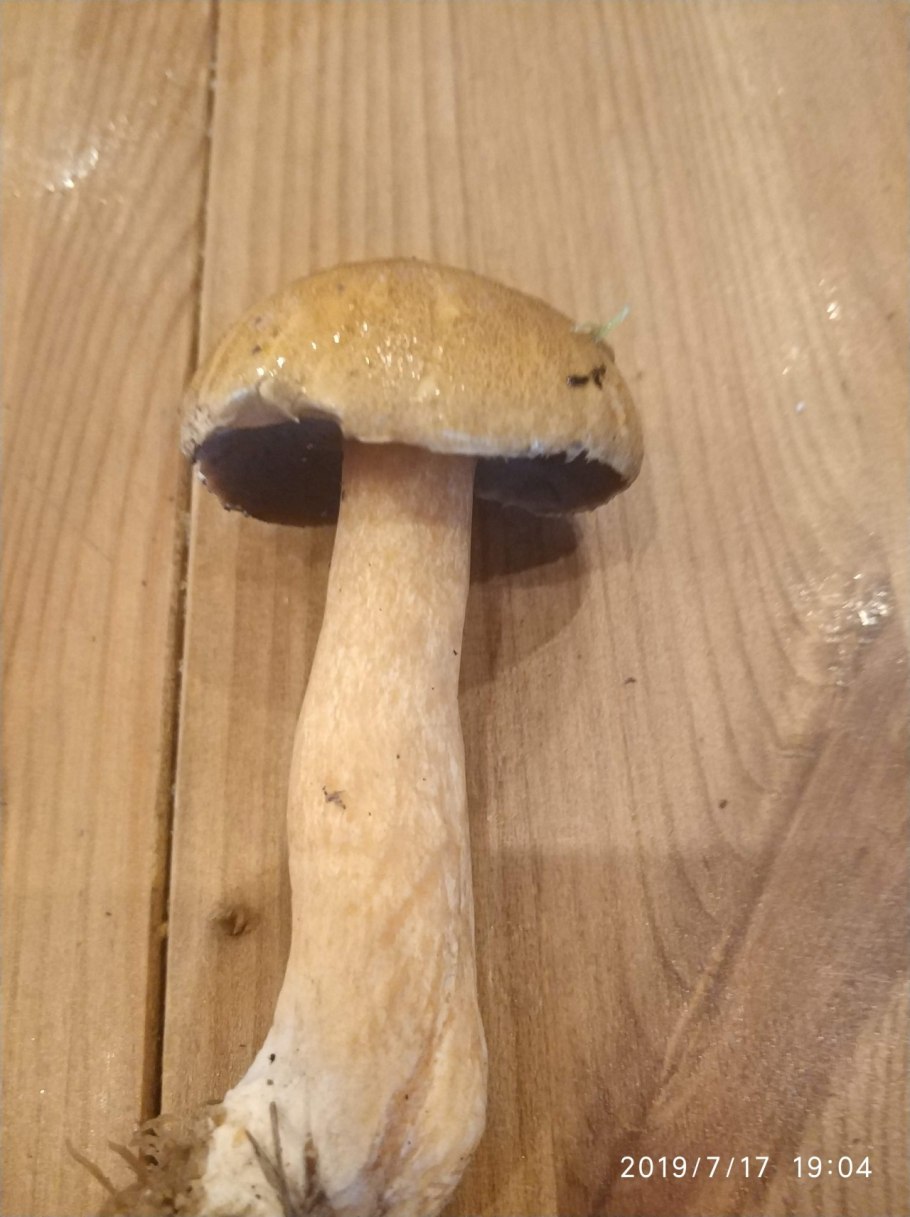 Моховик зеленый Xerocomus subtomentosus