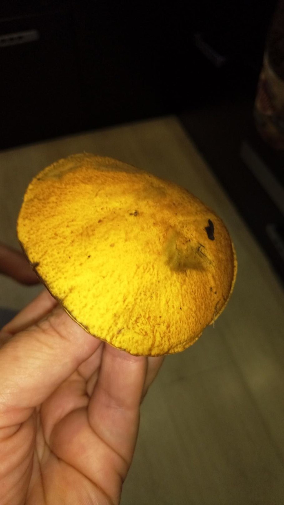 Болетус имполитус