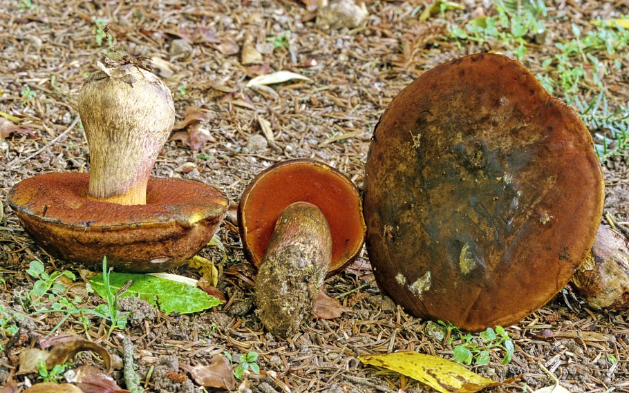 Suillus variegatus