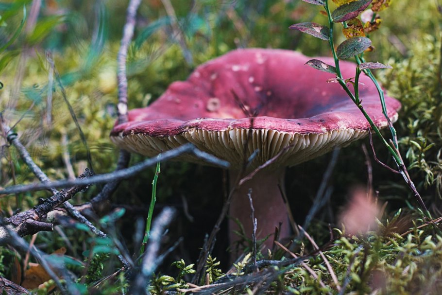 Старая сыроежка