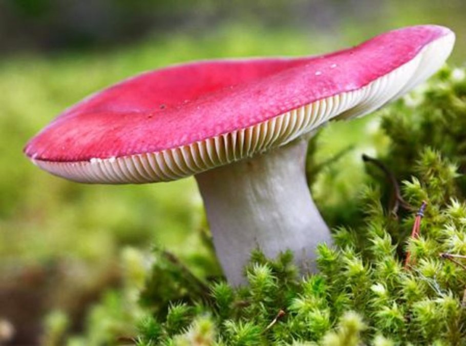 Сыроежка жгучеедкая