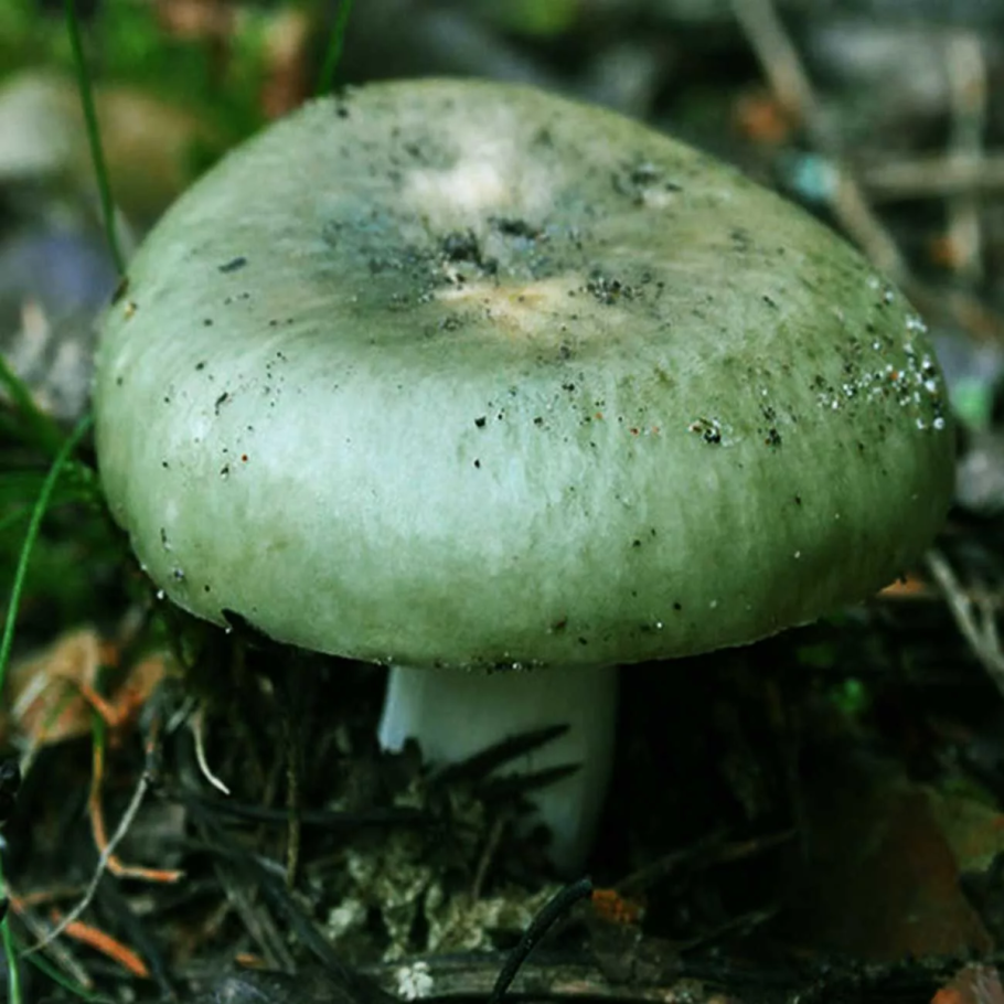 Сыроежка зелёная (Russula aeruginea).
