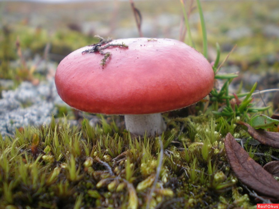 Александр сыроежки