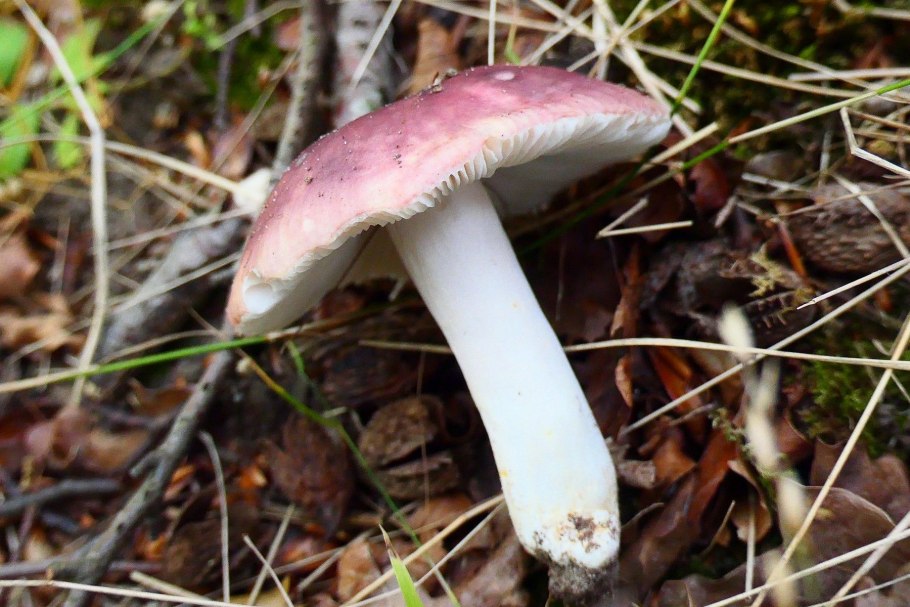 Russula vesca – сыроежка пищевая