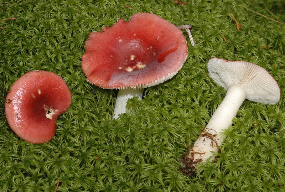 Russula ionochlora