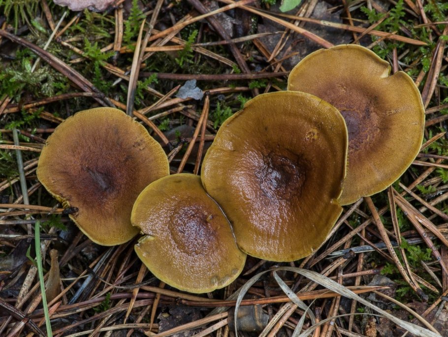 Паутинник каштановый