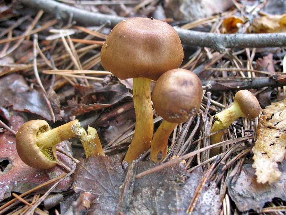 Паутинник шафрановый